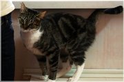 Мини-приют «Кэт»: может быть здесь ВАШ кэт?