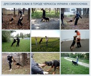 Черкассы - Дрессировка собак