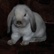 Продажа декоративных вислоухих крольчат!!!