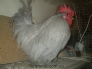Карликовый кохинхин разных цветов (птица 2010 года)