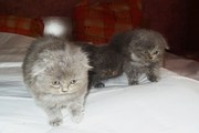 Шотландские вислоухие котята