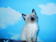 Котенок Тайский (Сиам)