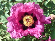 Пион древовидный   Paeonia suffruticosa