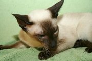 Настоящий сиамский котенок