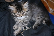 Персидские котята Киев