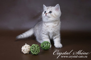 Британский котик окраса ВИСКАС
