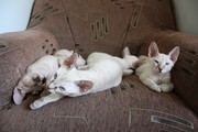 Киев,  голубоглазые донские сфинксы с документами и прививками