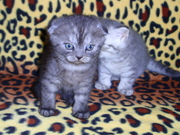 шотландские котята окраса вискас 