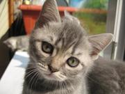 Чистокровные британские котята от лучших производителей