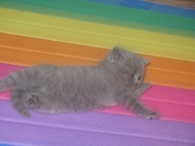 Продам шотландских вислоухих котят