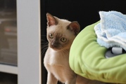 Срончо продается!!! Бурма девочка (котенок)