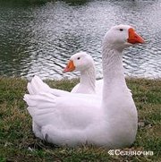 Инкубатор реализует гусят