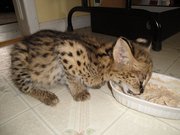 сервала,  саванны и рысь котят доступны