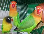 Неразлучники разных видов и другие мелкие породы попугаев