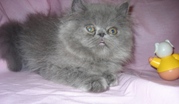 Персидский котенок