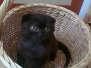 продается черный шотландский вислоухий котенок