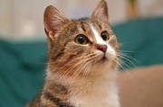 Нежная кошечка Золушка ищет дом