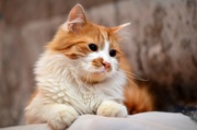 Рыжий пушистик Терракотик,  8 мес.