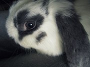 КРОЛИК ищет хозяина