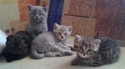 шотландские плюшевые котята