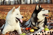 Питомник Сибирских Хаски ARCTIC DOGS UA предлагает щенков