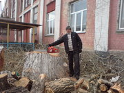 Спил деревьев Киев. 