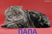 Шотландские котята-мраморята