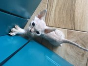 Продаются котята Девон Рекс (devon rex)