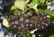 Продам саженцы Черноплодной Рябины (Аронии) и много других растений
