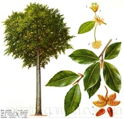 Продам саженцы Бука и много других растений (опт от 1000 грн)