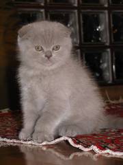 Классные шотландские вислоухие котята от элитных родителей