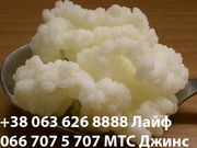 Продам Тибетский молочный гриб