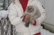 продам котят Невская маскарадная